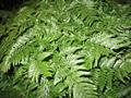 Rabbit's Foot Fern